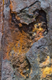 Patina 49